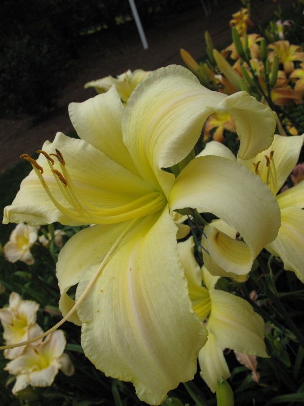 Davisson Daylilies - AMAZING ADAM (Davisson-J 2010)